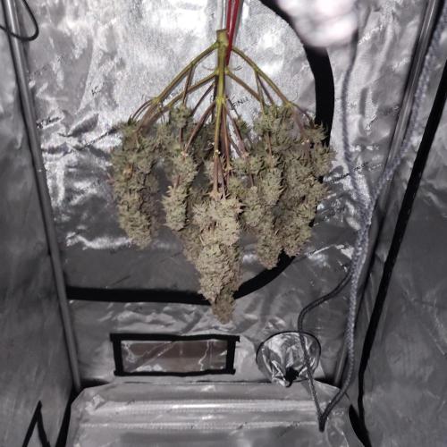 Jarjars Collection. Week 11