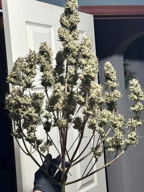 Jarjars Collection. Week 11