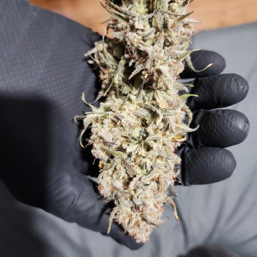 Jarjars Collection. Week 11