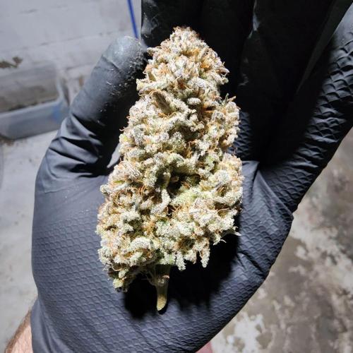 Jarjars Collection. Week 11