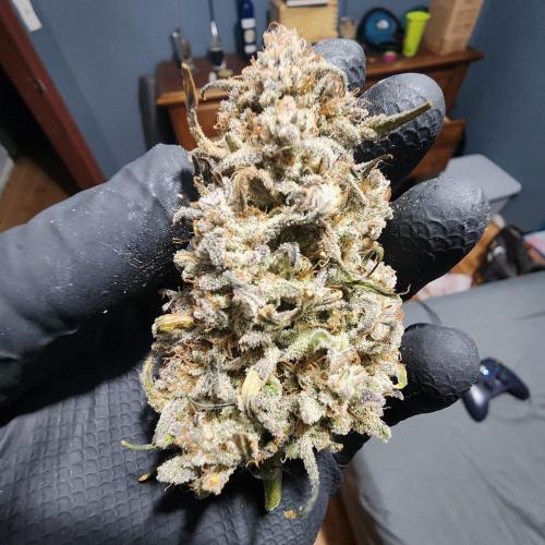 Jarjars Collection. Week 11