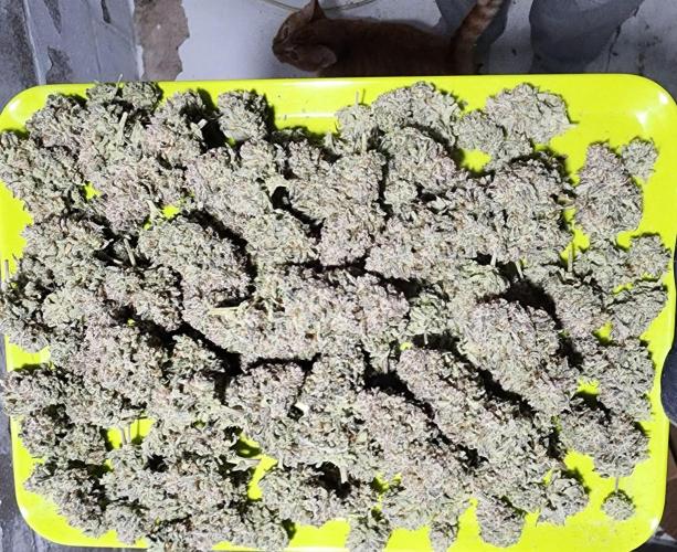 Jarjars Collection. Week 11