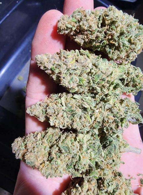 Jarjars Collection. Week 11