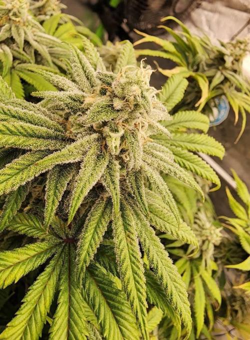 Jarjars Collection. Week 11