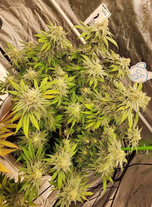 Jarjars Collection. Week 11