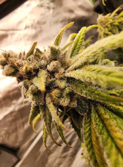 Jarjars Collection. Week 11