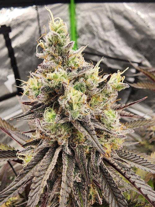 Jarjars Collection. Week 8