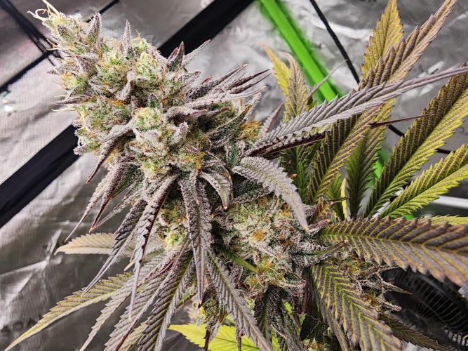 Jarjars Collection. Week 8