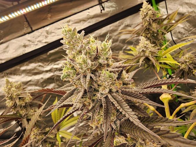 Jarjars Collection. Week 8