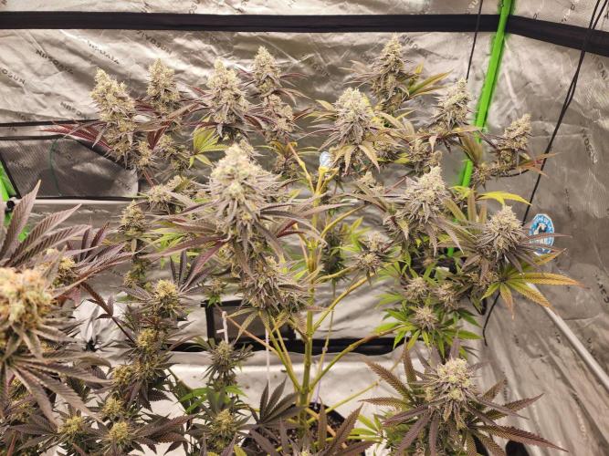 Jarjars Collection. Week 8