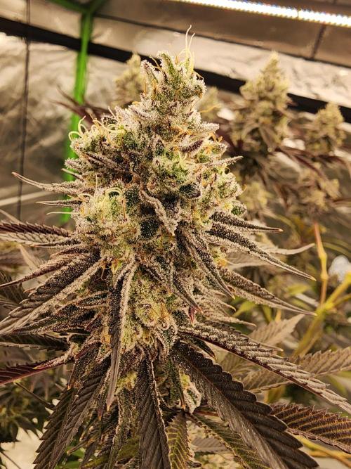 Jarjars Collection. Week 8