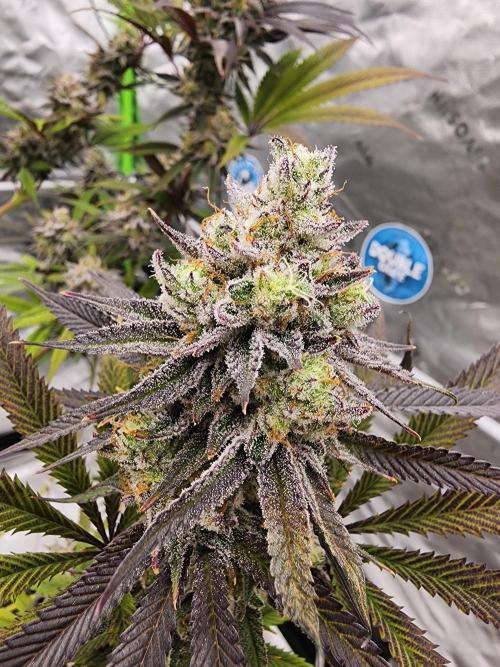 Jarjars Collection. Week 8