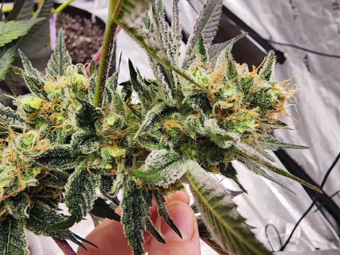 Jarjars Collection. Week 8