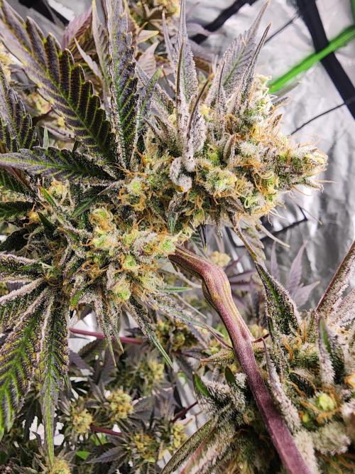 Jarjars Collection. Week 8