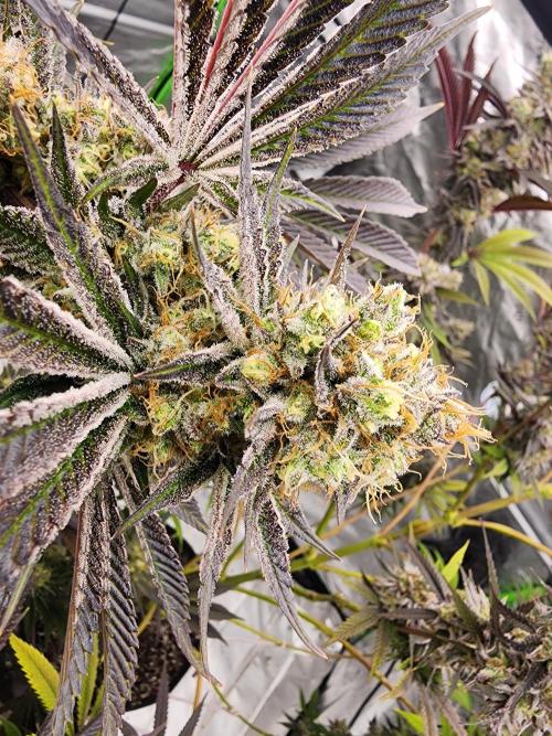 Jarjars Collection. Week 8