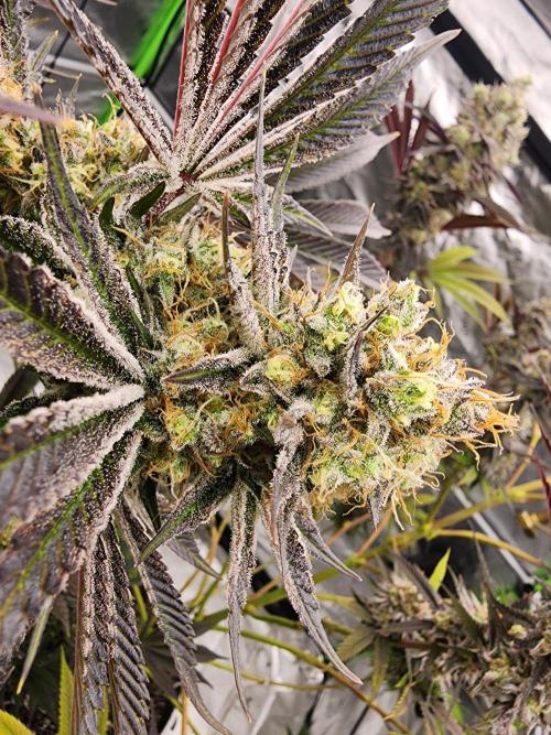 Jarjars Collection. Week 8