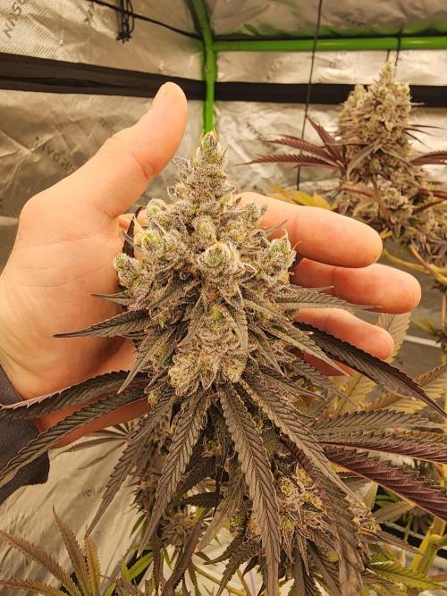 Jarjars Collection. Week 9