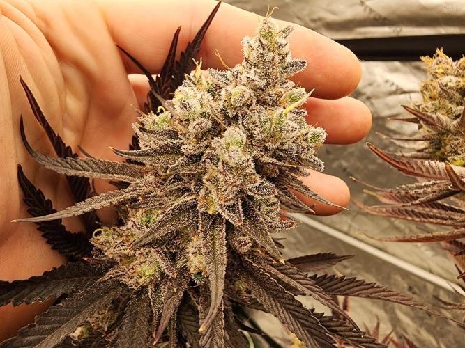 Jarjars Collection. Week 9