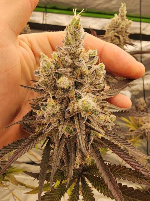 Jarjars Collection. Week 9