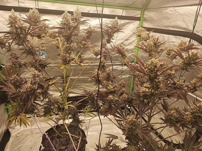 Jarjars Collection. Week 9