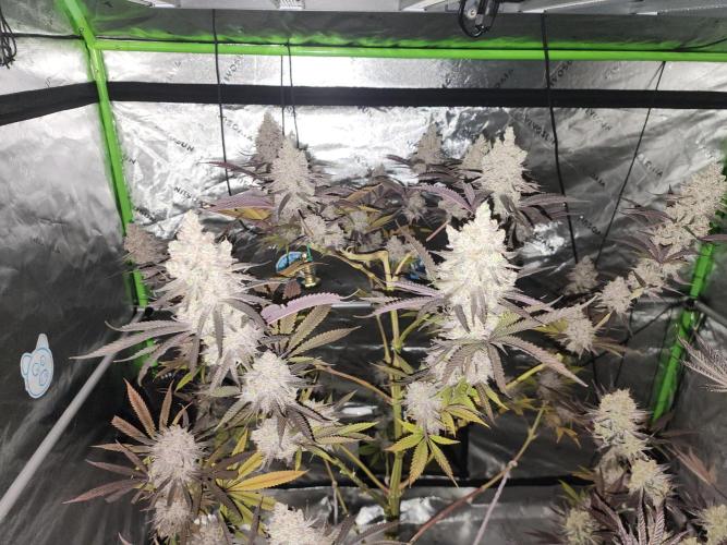 Jarjars Collection. Week 9