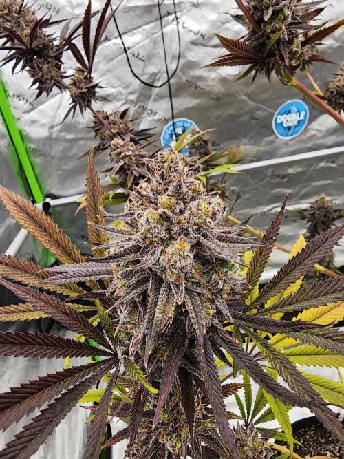 Jarjars Collection. Week 9