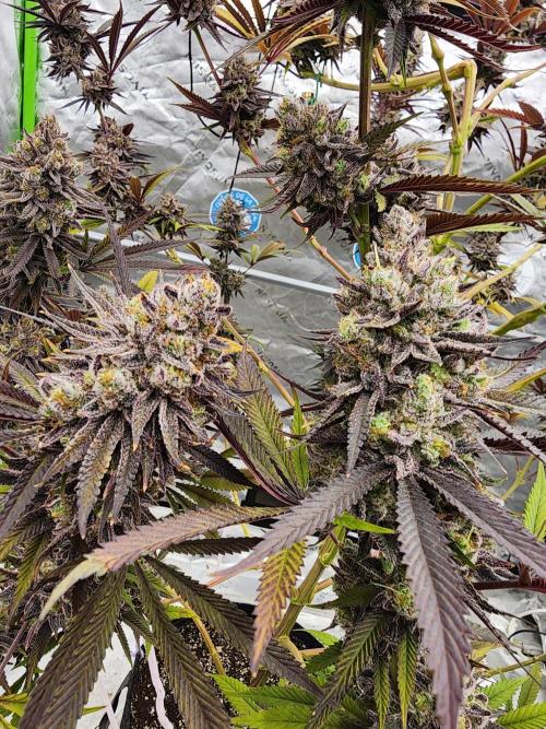 Jarjars Collection. Week 9