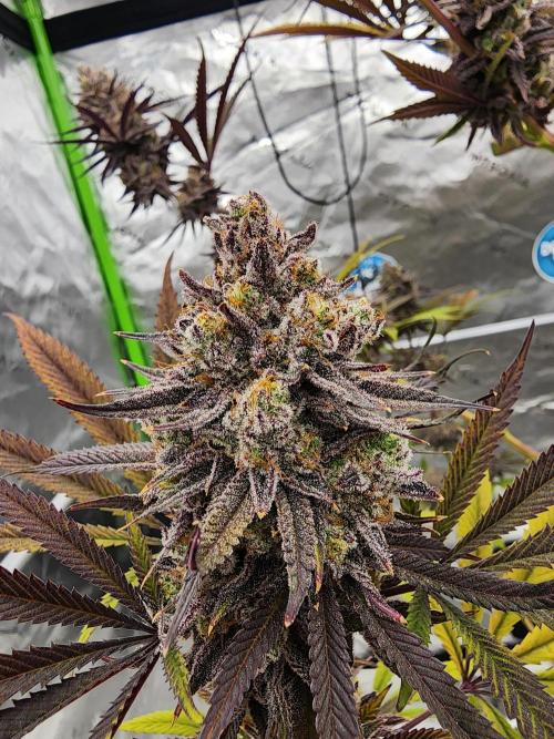 Jarjars Collection. Week 9