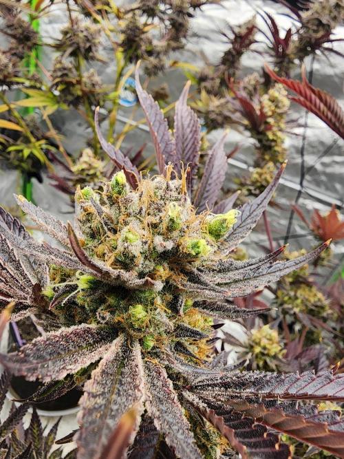 Jarjars Collection. Week 10