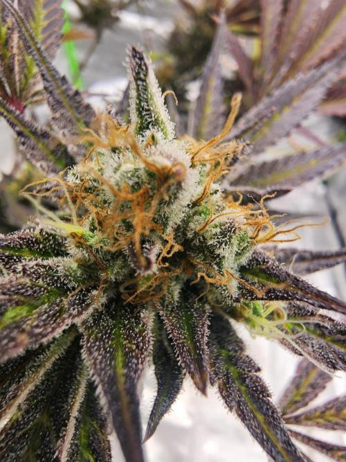 Jarjars Collection. Week 10