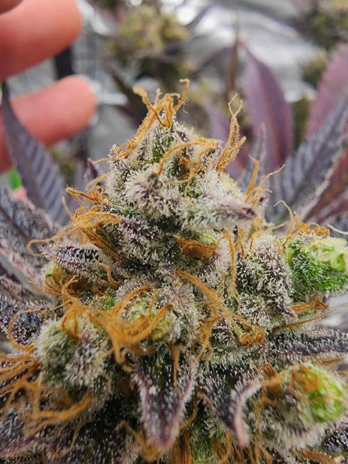 Jarjars Collection. Week 10