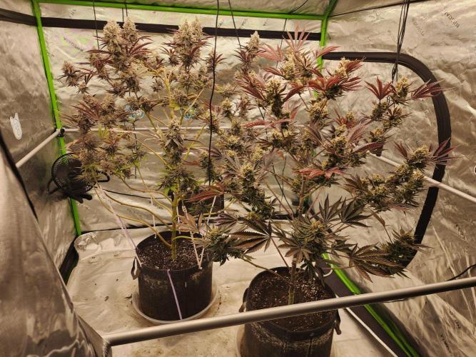 Jarjars Collection. Week 10