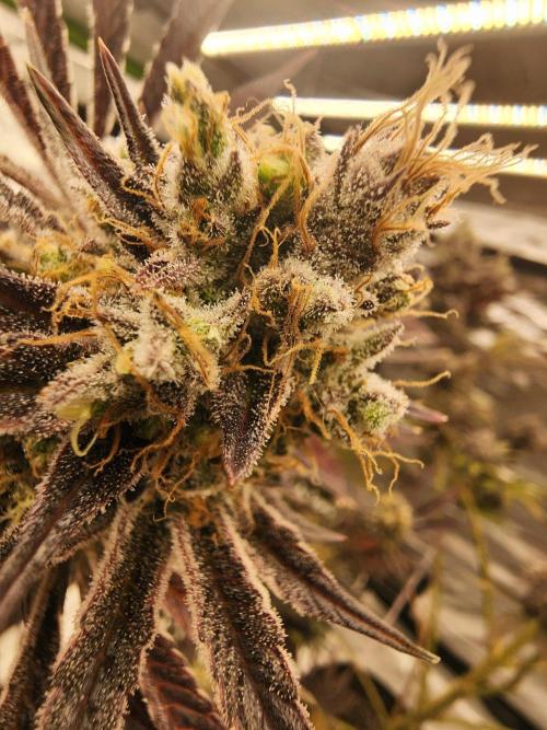 Jarjars Collection. Week 10