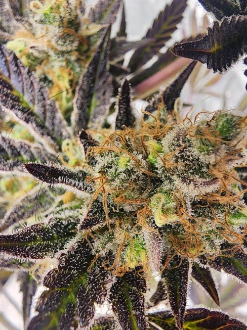 Jarjars Collection. Week 10