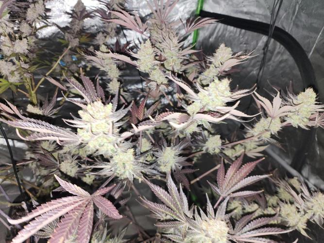 Jarjars Collection. Week 10