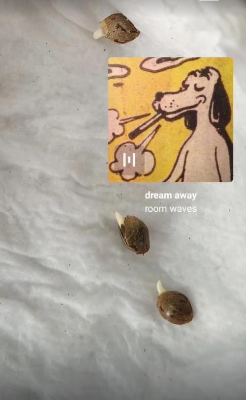 E.SkunkHaze x HinduKush Organic Regular. Week 0 - Once the Soil is ready, germination begunz'