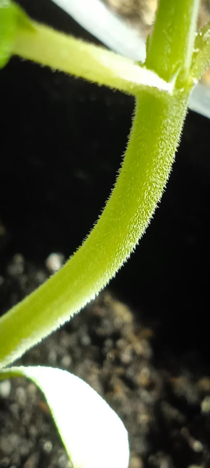 E.SkunkHaze x HinduKush Organic Regular. Week 2 - Observational Tuning & Soil Activation