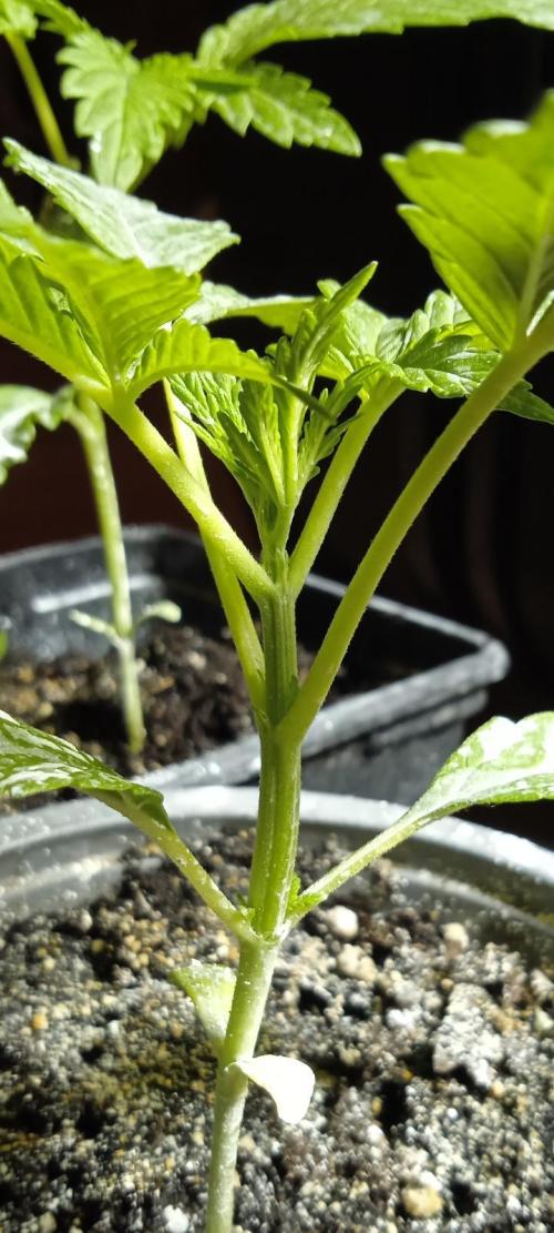 E.SkunkHaze x HinduKush Organic Regular. Week 3