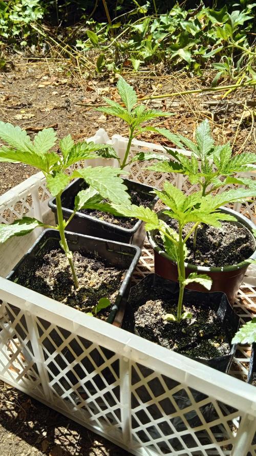 E.SkunkHaze x HinduKush Organic Regular. Week 3