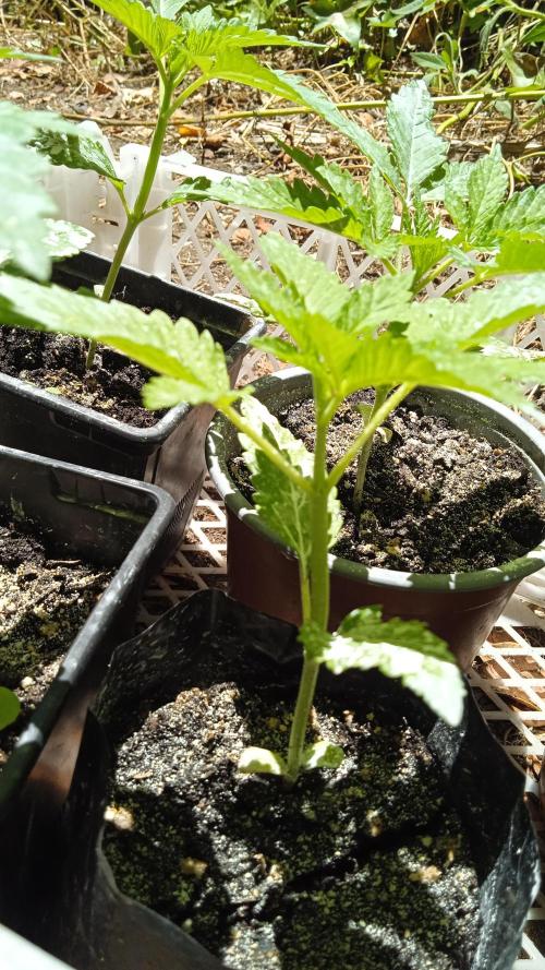 E.SkunkHaze x HinduKush Organic Regular. Week 3