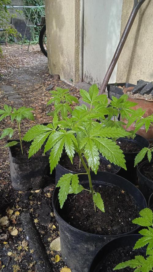 E.SkunkHaze x HinduKush Organic Regular. Week 4