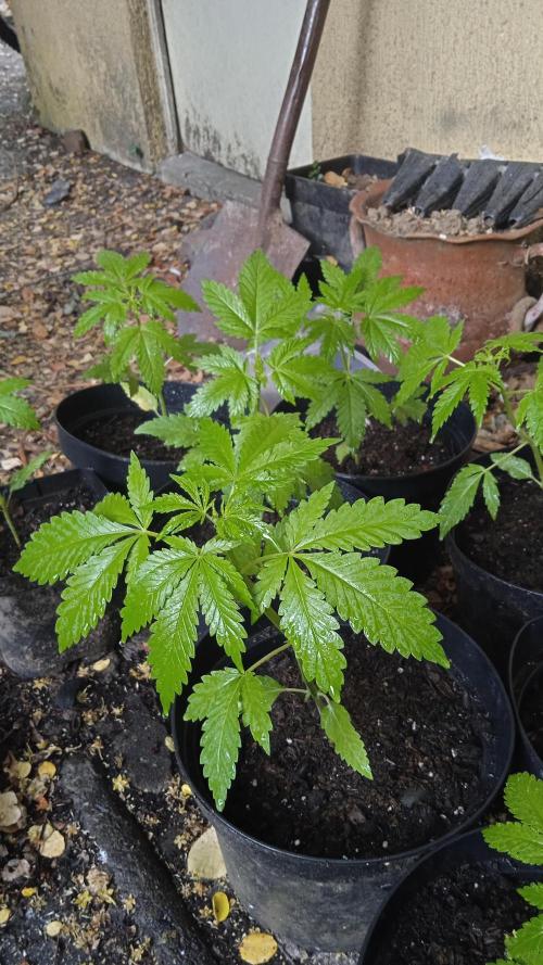 E.SkunkHaze x HinduKush Organic Regular. Week 4