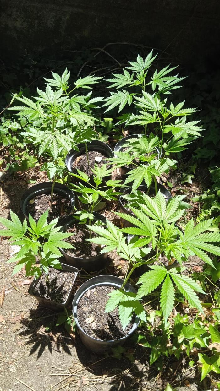 E.SkunkHaze x HinduKush Organic Regular. Week 5