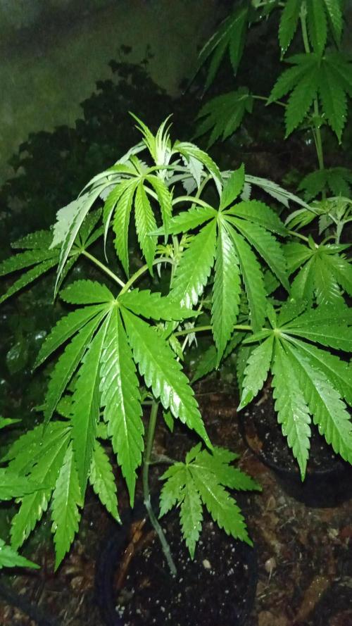 E.SkunkHaze x HinduKush Organic Regular. Week 6