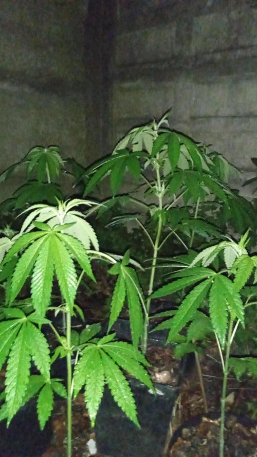 E.SkunkHaze x HinduKush Organic Regular. Week 6