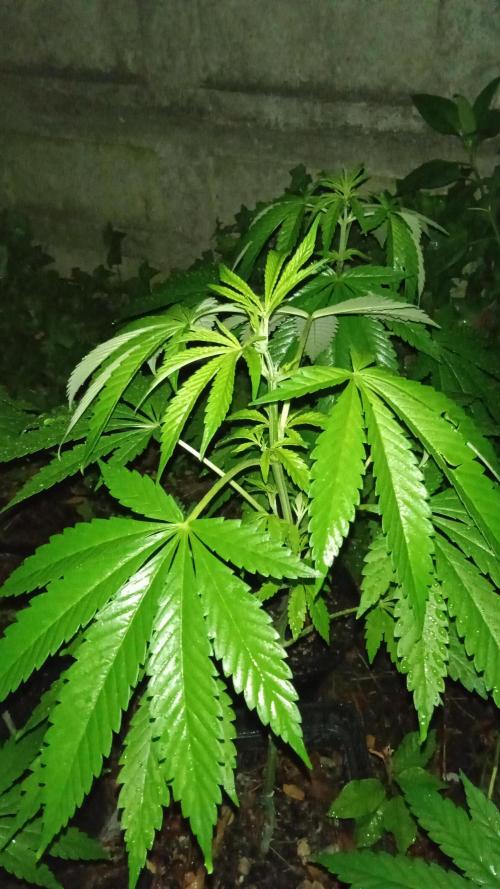 E.SkunkHaze x HinduKush Organic Regular. Week 6