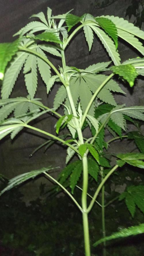 E.SkunkHaze x HinduKush Organic Regular. Week 6