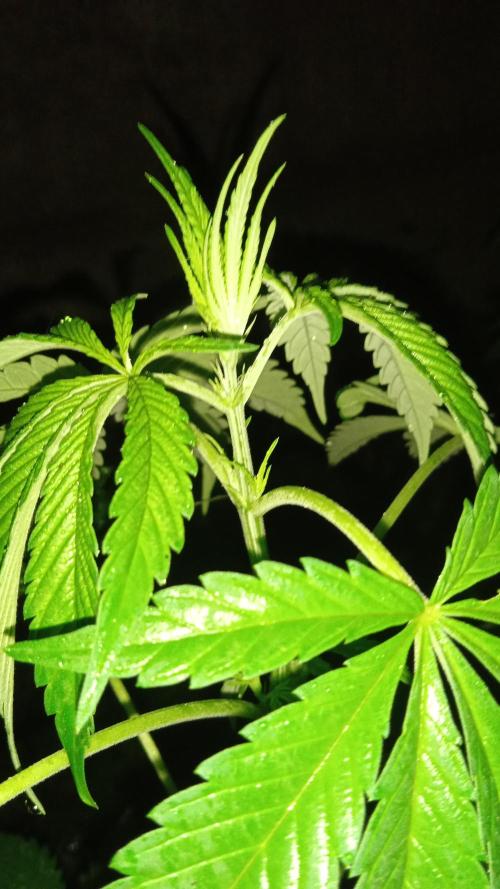 E.SkunkHaze x HinduKush Organic Regular. Week 6