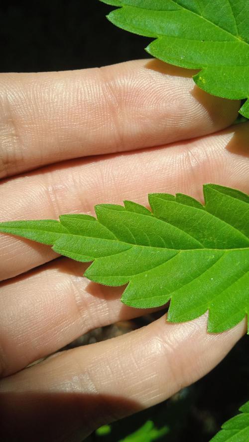 E.SkunkHaze x HinduKush Organic Regular. Week 6