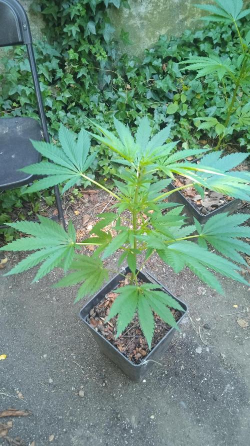 E.SkunkHaze x HinduKush Organic Regular. Week 7